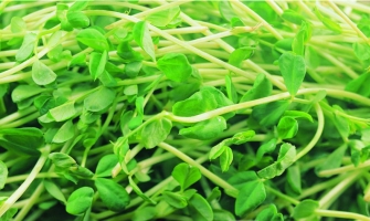 绿豆芽怎么炒好吃：简单又美味的做法教程（附图）