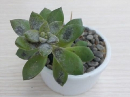 bet365365体育
烟煤病防治（经验篇）：物理隔离加化学药物喷施