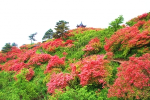 映山红与杜鹃的区别：杜鹃花中常见的一种