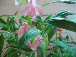凤仙花叶子发焉的原因及解决方法