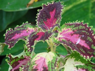 植物分类方法和单位