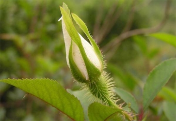 植物的向性运动
