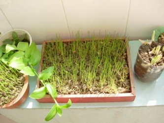 植物的季节和昼夜周期性