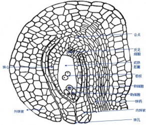 成熟胚珠的结构