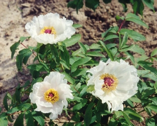 被子植物起源的时间