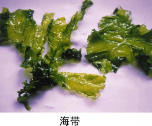 高等植物与低等植物