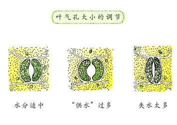 光合作用第一道门槛(气孔)