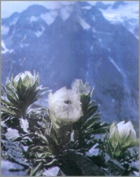 温度对植物生长的影响