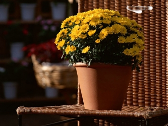 植物生理学名词解释4