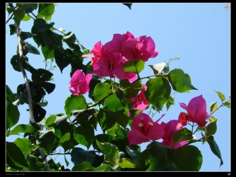 植物为什么要进行人工授粉