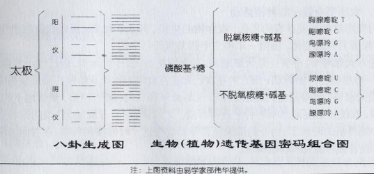 植物细胞核的遗传密码