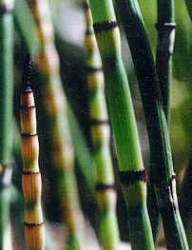 细胞的形态和类别