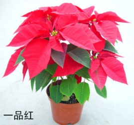 一品红