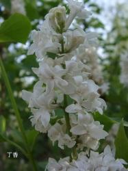 一品红和丁香 [灌木花]