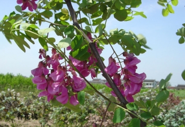 高贵的木本花――入乡随俗