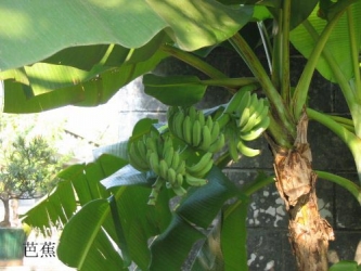 芭蕉
