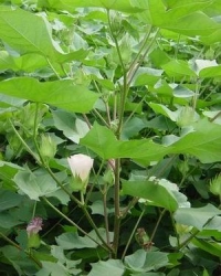 植物的营养器官和生殖器官的相关