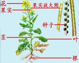 植物器官与植物体