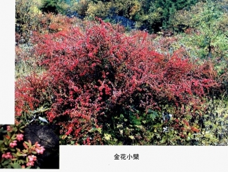 金花小檗