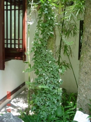 园林植物的作用