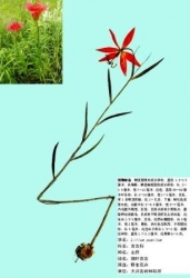 江苏省．中国科学院植物研究所标本馆