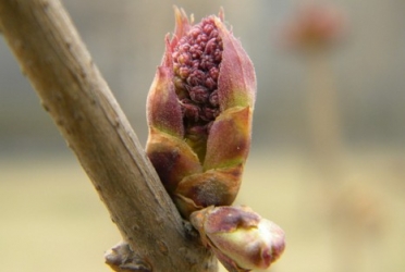 植物的成花生理