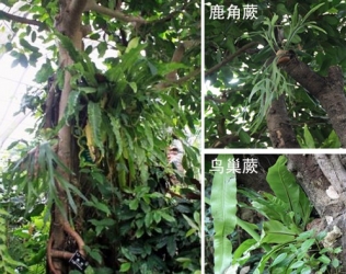 多姿多彩的“空中花园”