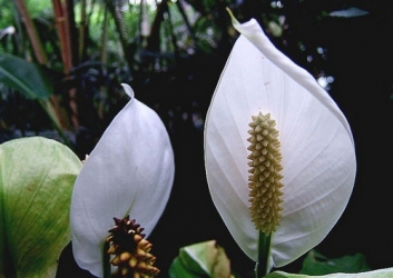 一帆风顺的白掌