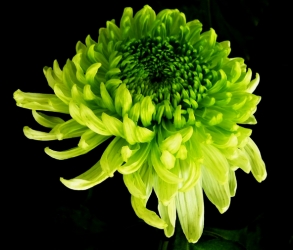 案头菊：绿牡丹