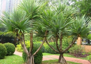 “长着章鱼脚”的红刺露兜树