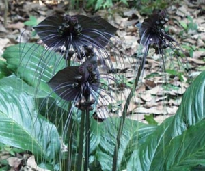 黑色花卉：老虎须