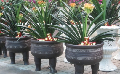 如何鉴赏高贵端庄的君子兰