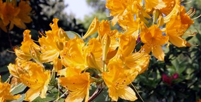 落叶杜鹃羊踟蹰