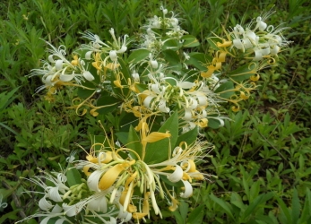 金银花的功效与作用