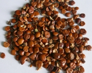 枣仁的食用方法