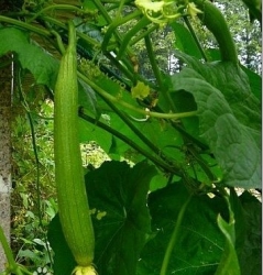 【丝瓜种植图】