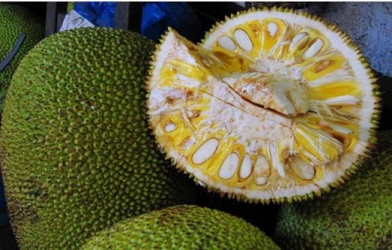 菠萝蜜果实解剖