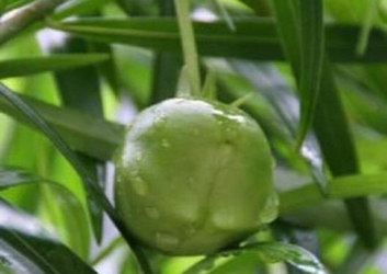 栽培的白花夹竹桃很少结果