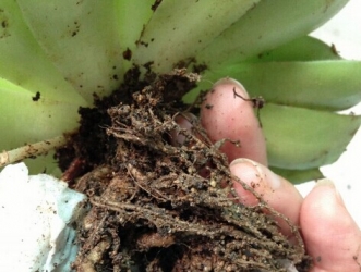 bet365365体育
腐烂如何处理