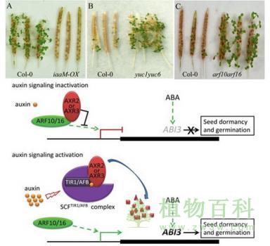 生长素可诱导和维持种子休眠