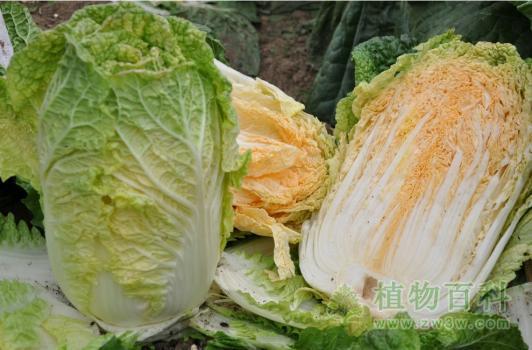 彩色大白菜