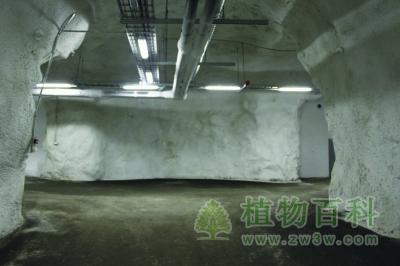 斯瓦尔巴全球种子库