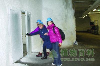 斯瓦尔巴全球种子库