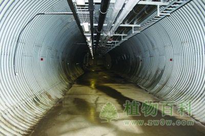 斯瓦尔巴全球种子库