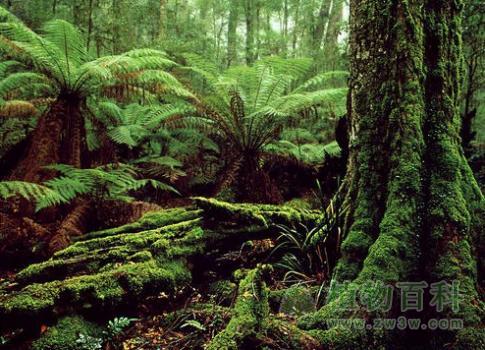 森林附生苔藓植物
