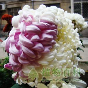 一朵两种颜色的菊花