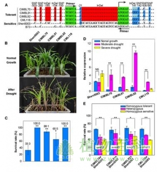 基因的功能变异及优异等位基因型
