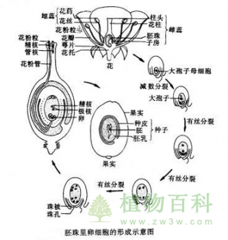 植物个体发育图解