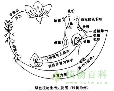 植物个体发育图解
