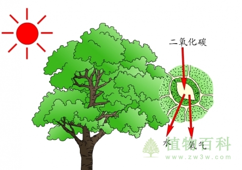 植物的光合作用
